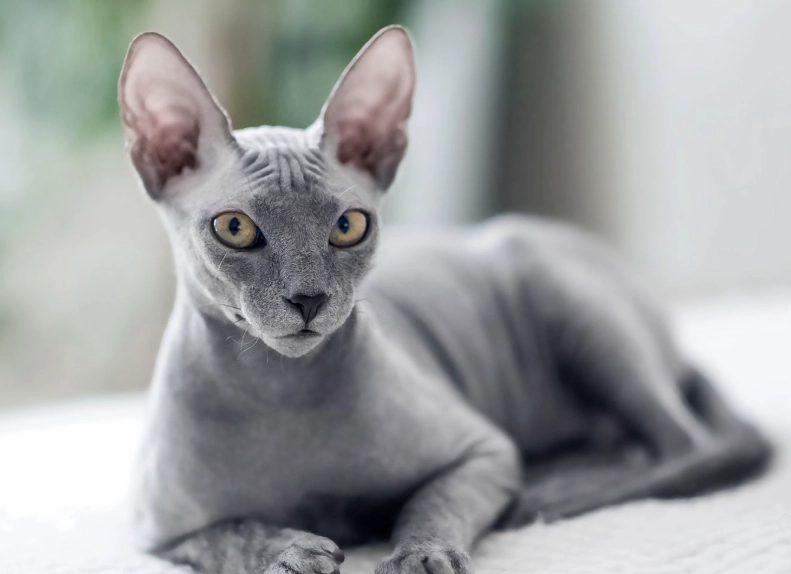 Sphynx cat smell