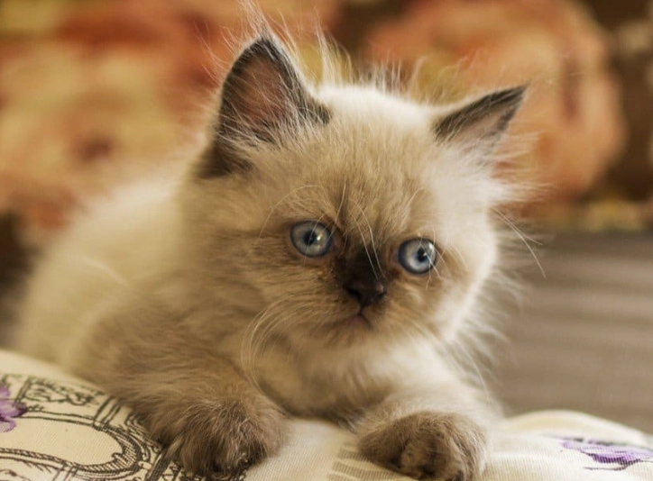 Himalayan cat cost