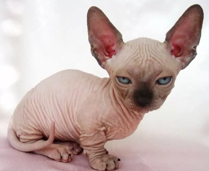 Sphynx cat temperament Sphynx cat temperament
