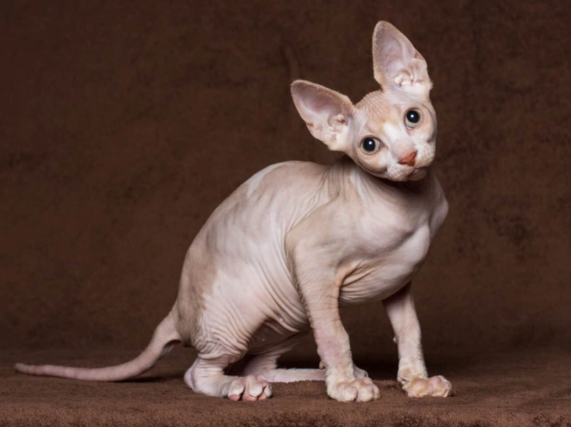 sphynx cat price