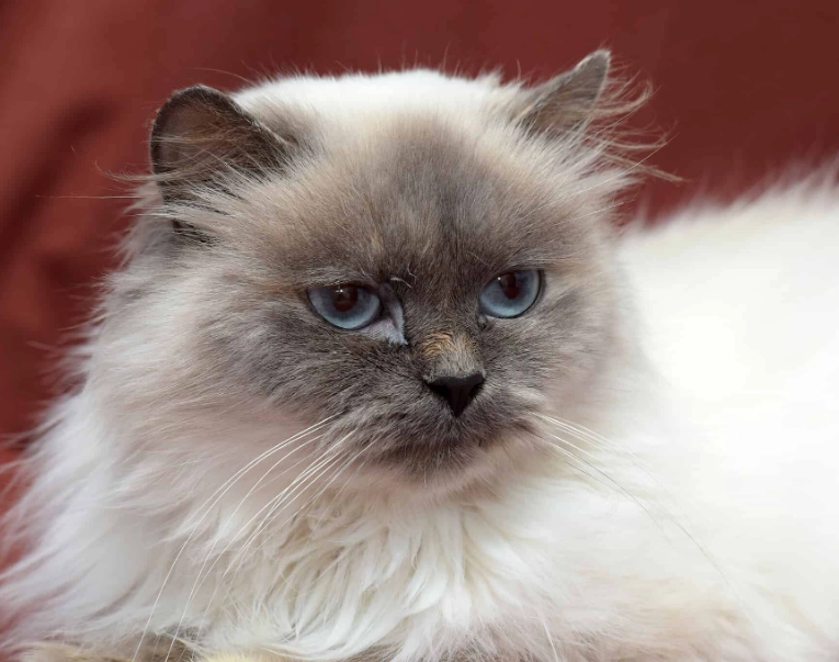 Himalayan kitten price Himalayan kitten price