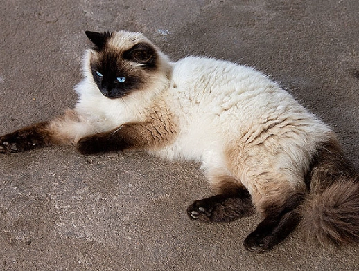 Himalayan cat health problems
