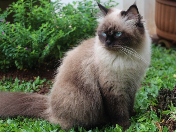 Himalayan cat health problems