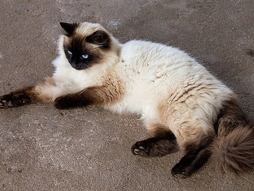 Himalayan vs Siamese cat