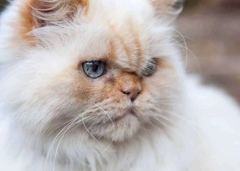 Himalayan cat care