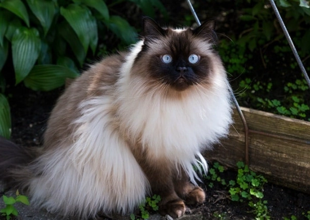 Himalayan cat hypoallergenic