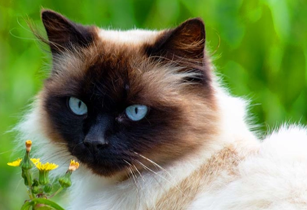 Siamese cat personality