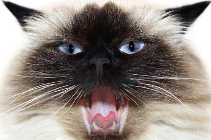 Himalayan Persian cat life expectancy