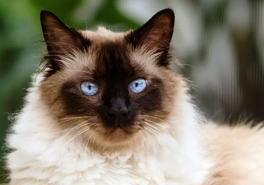 Himalayan cat full grown Himalayan cat full grown