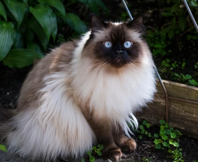 Himalayan cat care Himalayan cat care