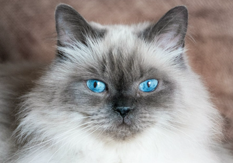Himalayan cat breed