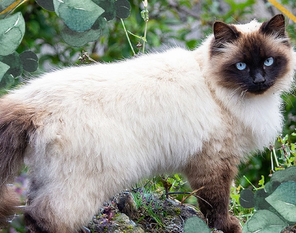 Himalayan cat breed