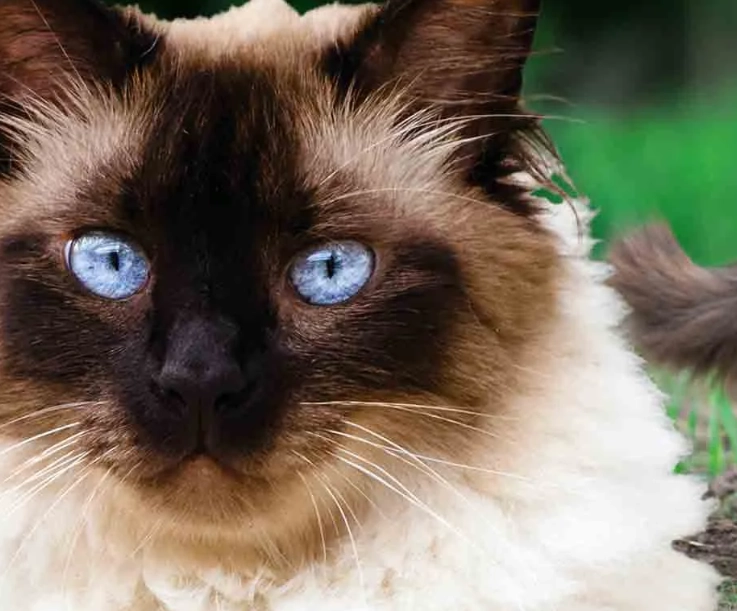 Is a Himalayan cat a Siamese cat?