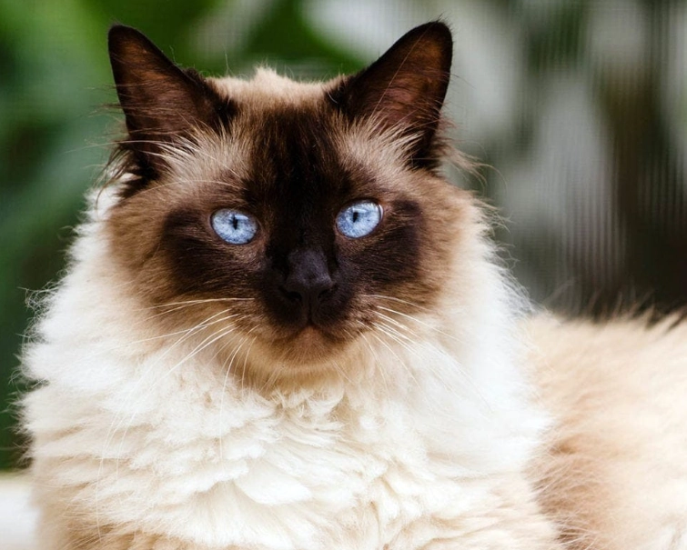 buy Himalayan cat buy Himalayan cat