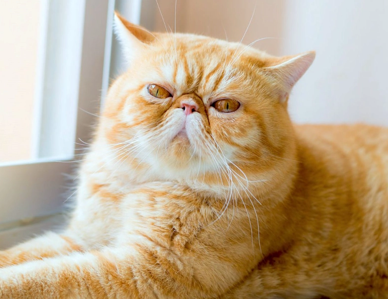 flame point Himalayan