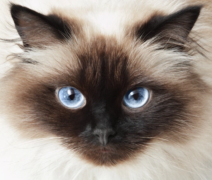 Siamese cat personality