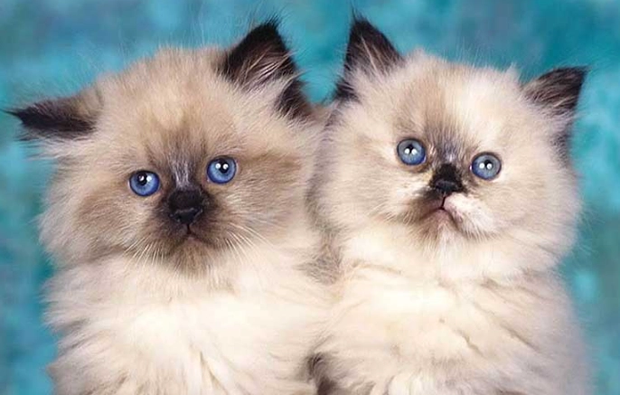 Himalayan kitten price Himalayan kitten price