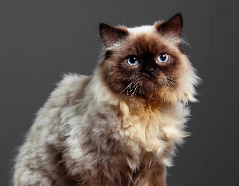 Himalayan cat weight Himalayan cat weight