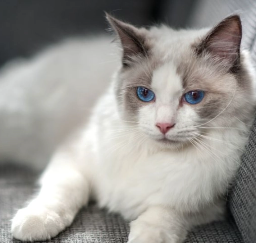Ragdoll vs Himalayan cat