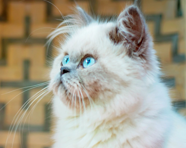 Are Himalayan cats good pets?