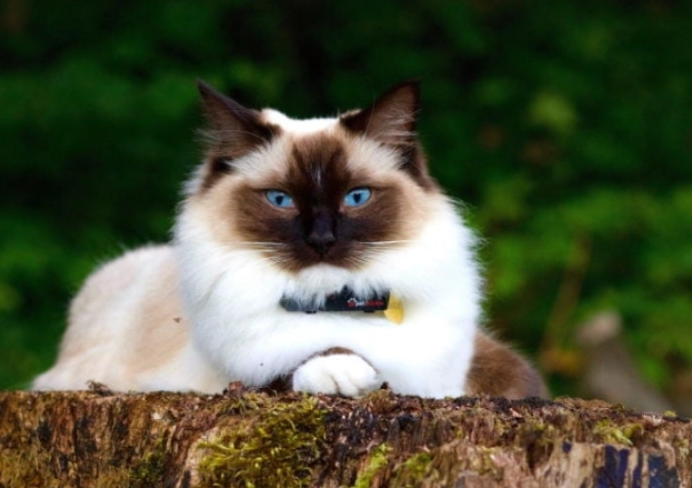 How much does a Himalayan cat cost?