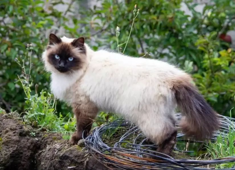 Himalayan cat size