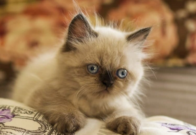 Himalayan cat cost Himalayan cat cost