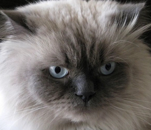 Ragdoll vs Himalayan cat