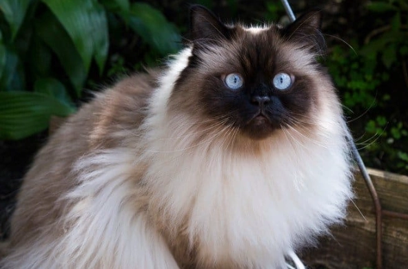 buy Himalayan cat buy Himalayan cat