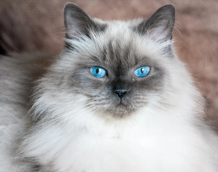 Himalayan cat personality Himalayan cat personality