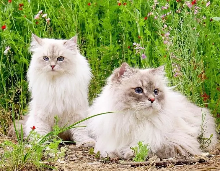 Siberian cat hypoallergenic