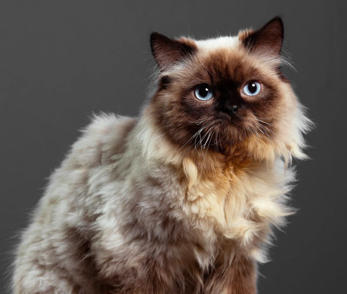 Himalayan cat lifespan