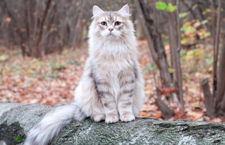 Siberian cat care tips