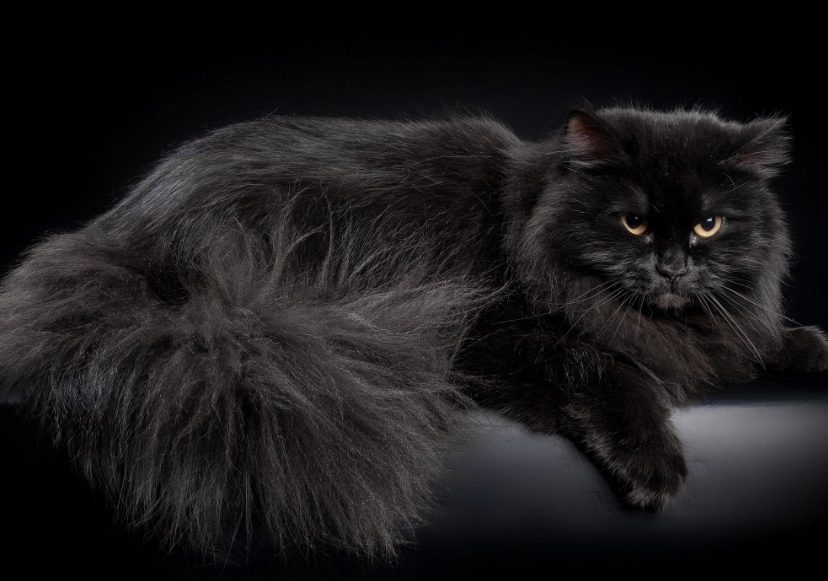 Siberian cat black