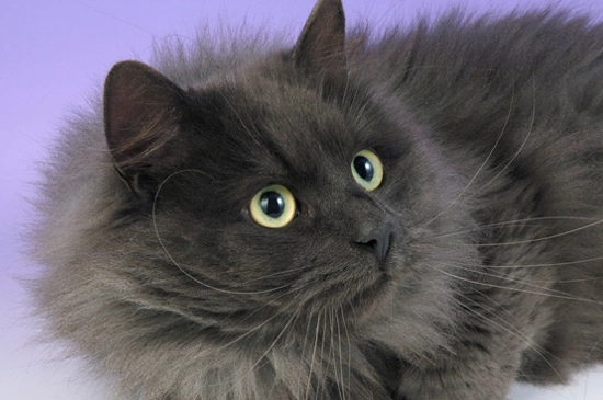 black Siberian kitten black Siberian kitten