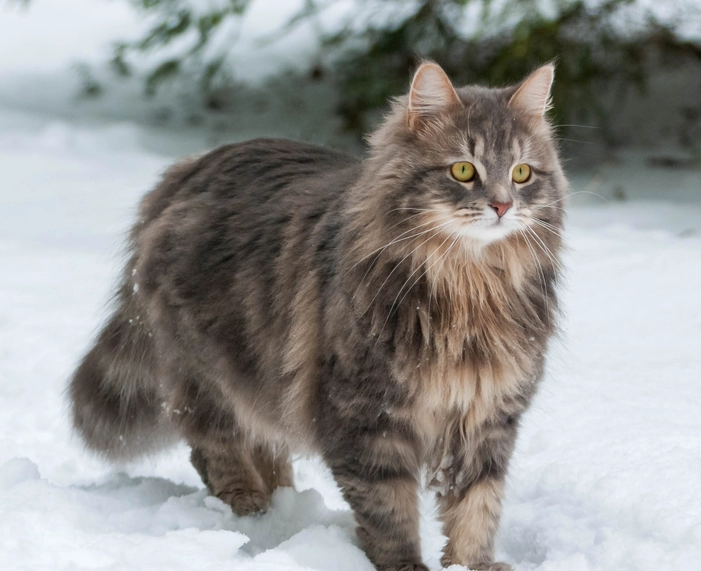 Siberian cat care tips