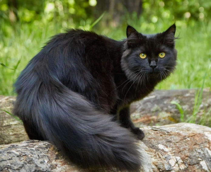black Siberian cat black Siberian cat