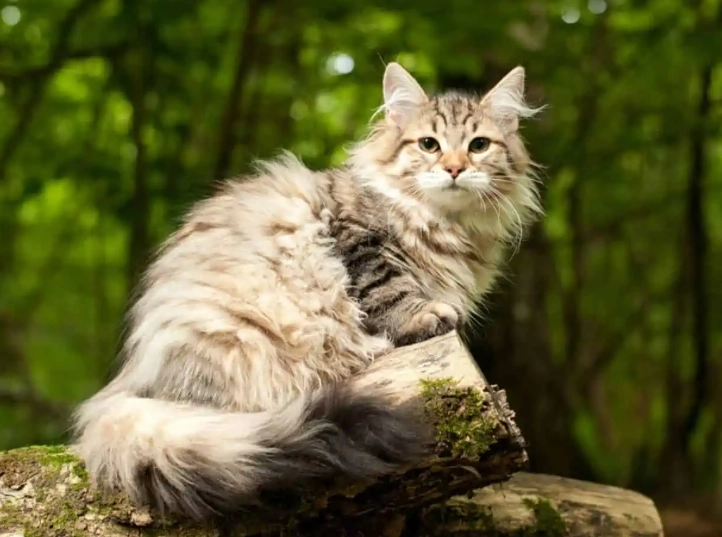 Siberian cat breeds