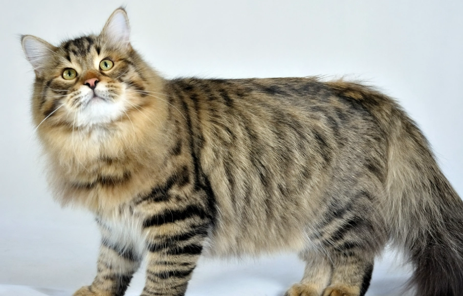 large cat breeds