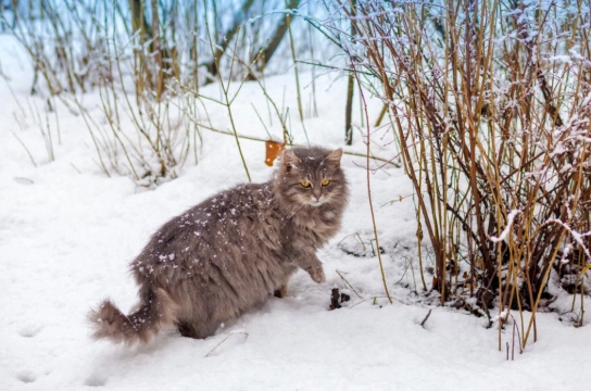 Siberian cat health problems