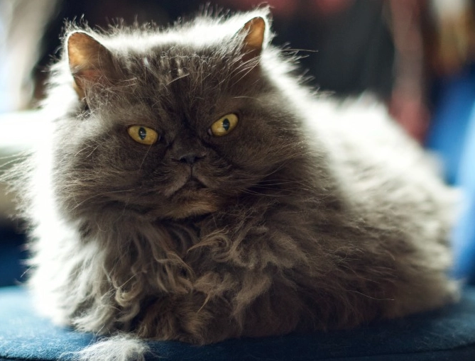 longest living Himalayan cat