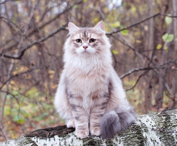 Siberian cat personality