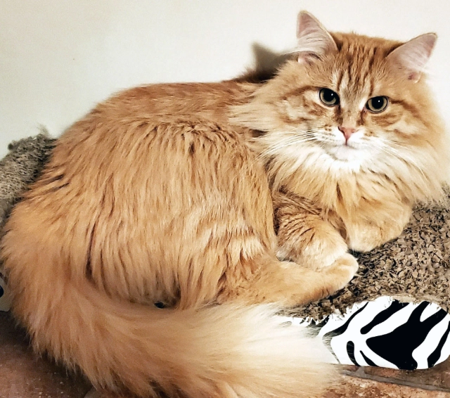 orange Siberian cat orange Siberian cat