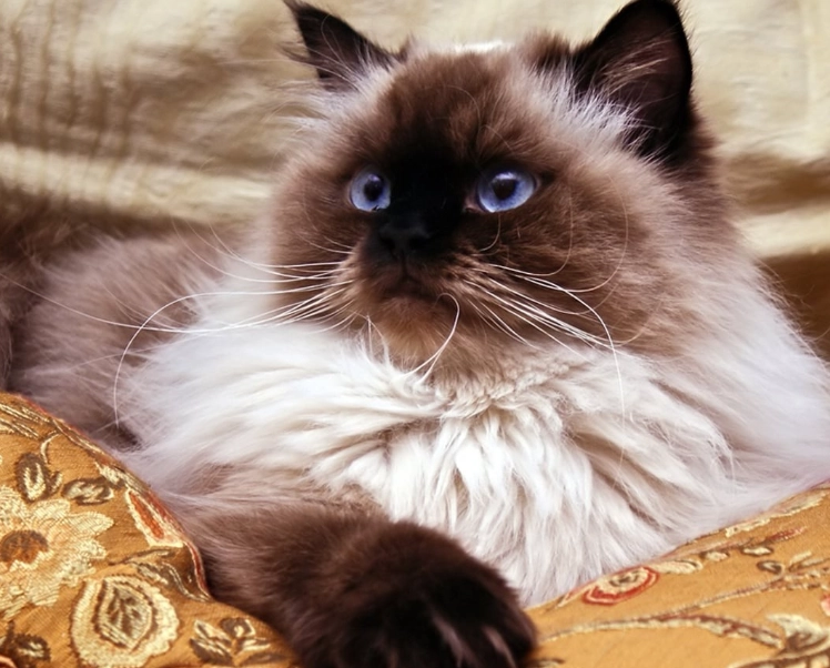 Himalayan cat health problems