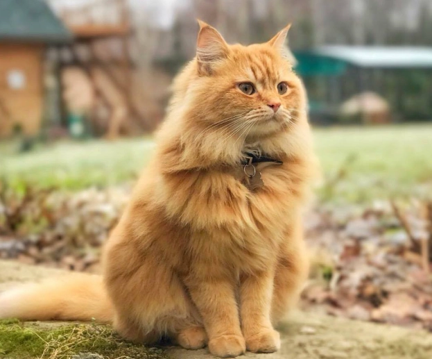 Siberian cat orange