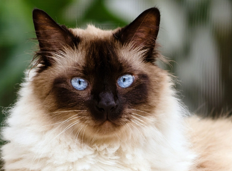 longest living Himalayan cat
