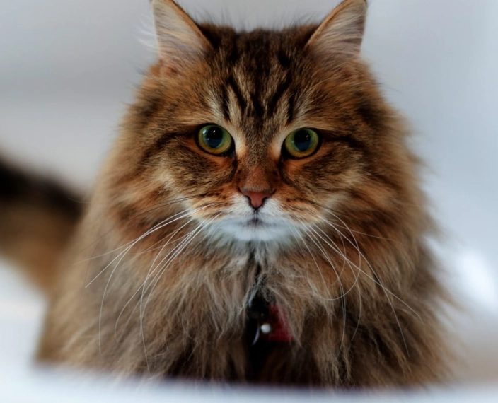 Siberian cat breed