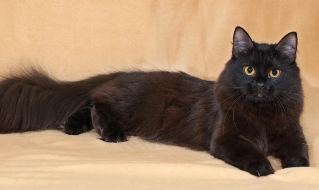 black Siberian kitten black Siberian kitten