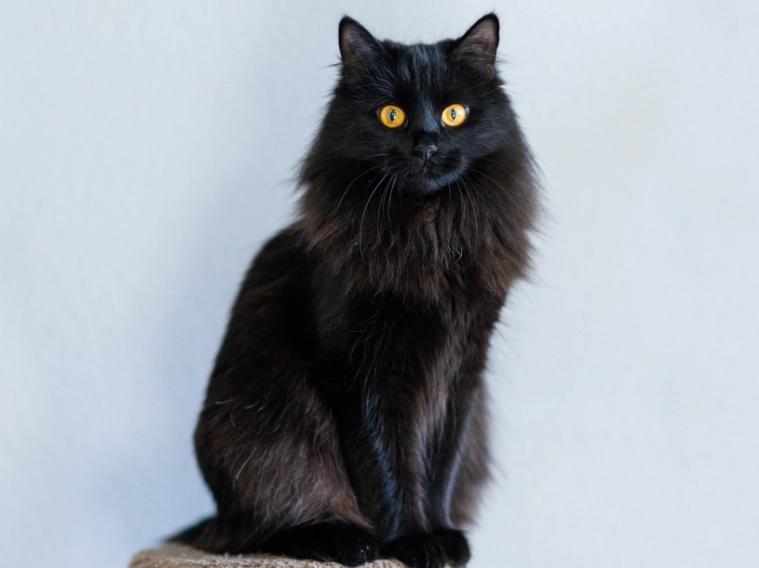 black Siberian kitten black Siberian kitten