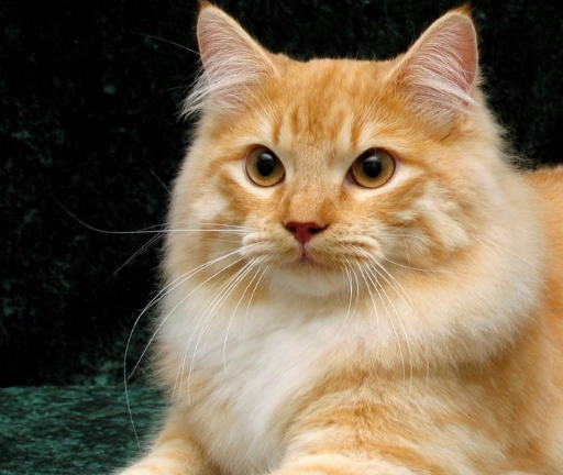 Siberian cat care Siberian cat care